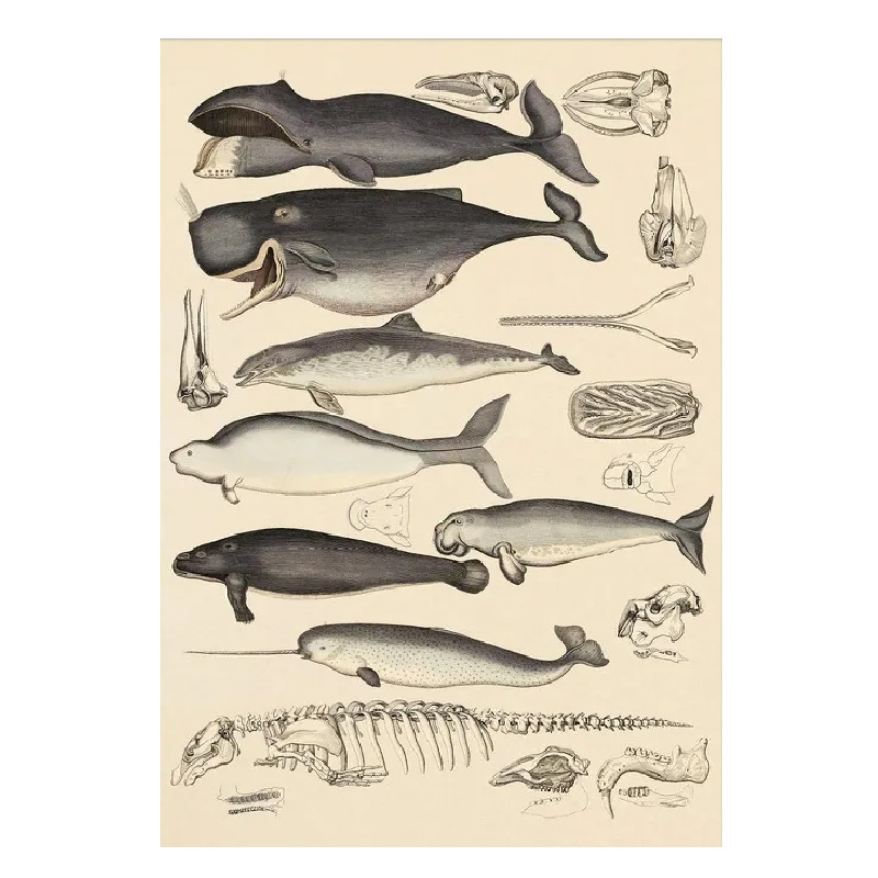 The Co Plakat Hvaler 50 X 70 Cm Fra Dybdahl